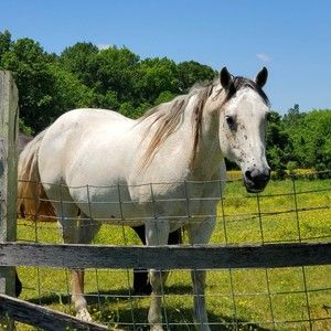 Meet your Posher, Pat